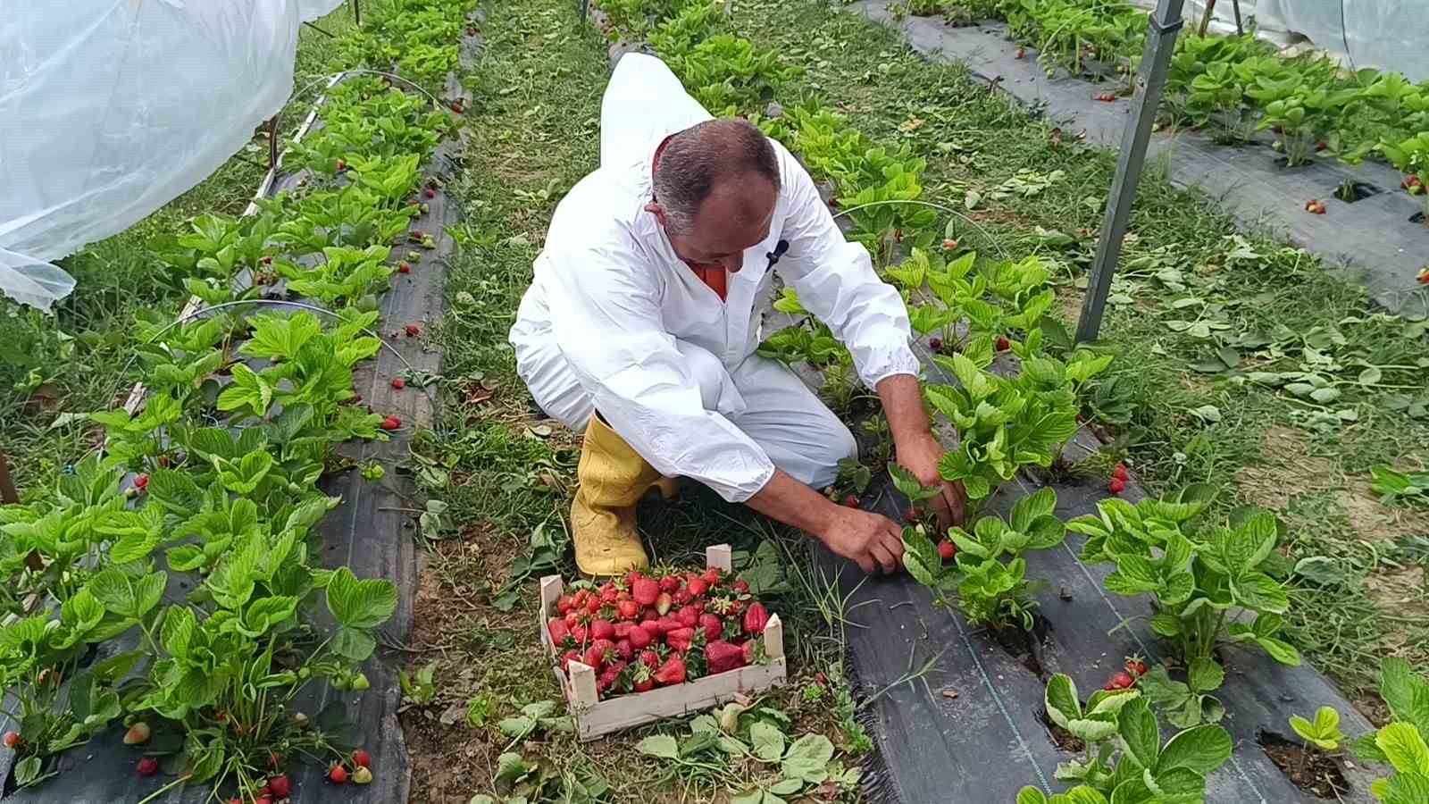 devlet-destekli-12-bin-adet-hibe-cilek-fidesiyle-basladigi-uretimde-ilk-mahsulu-aldi