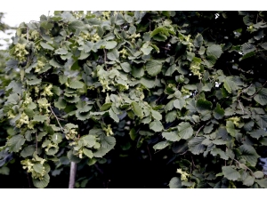 Uygulama Bahçeleri Olumlu Sonuç Verdi, Dönüm Başına 250 Kilo Fındık Alınacak