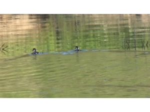 Kars Baraj Gölü Yaban Hayatına Ev Sahipliği Yapıyor