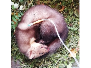 Yaralı Sansar Tedavi Edildi