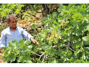 Badem Ağacından 5 Tür Meyve Topluyor