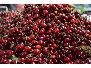 Sinop’ta Kiraz Hasadı Başladı