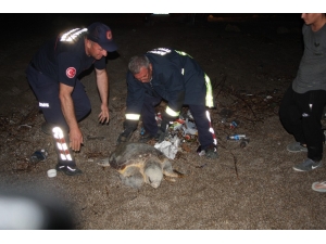 Yumurta Bırakırken Yolunu Kaybeden Dev Caretta Caretta Köpeklerin Saldırısına Uğradı