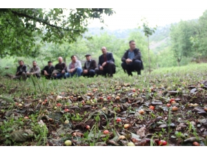 Aydın’da Kiraz Sezonu Başlamadan Bitti