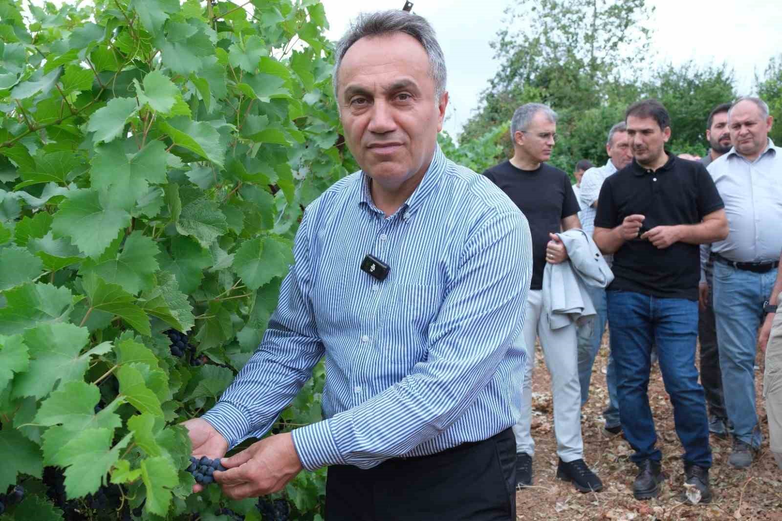 togu-baglarinda-sezonun-ilk-uzum-hasadi-yapildi
