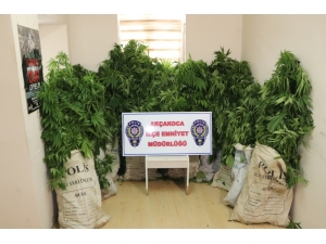 Akçakoca’da Polisten Kenevir Operasyonu