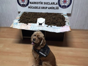 Narkotik Köpeğinden Bingo