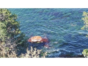 Büyükada Sahilinde Ölü At Şoku