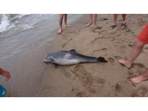 İnkumu’nda Ölü Yunus Sahile Vurdu
