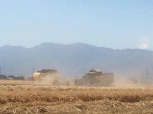 Nurdağı’nda Hububat Hasadı Başladı