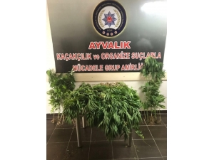 Ayvalık Polisinden Çiftliğe Hint Keneviri Baskını