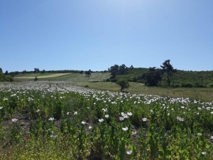 Balıkesir’de 250 Bin Kök Haşhaş Ele Geçirildi