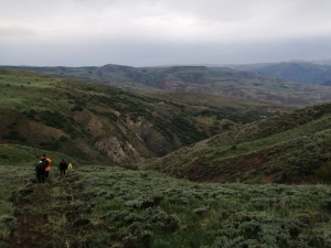Uçuruma Yuvarlanan İnek İtfaiye Tarafından Kurtarıldı
