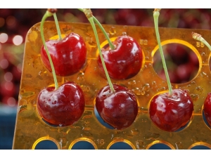 İri Taneli Kirazı Avrupa Ve Rusya Ülkeleri Tercih Ediyor