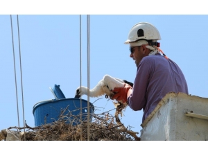 Aydın’ın Leylekleri Halkalandı