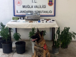 Kenevir Yetiştirmek İçin Ev Kiralamışlar