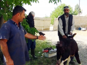 Sokak Köpekleri İki Buzağının Kuyruğunu Kökünden Kopardı