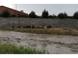 Yağmur Suları Yükselince Dere Kenarında Mahsur Kaldılar
