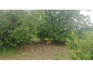 Piknik Yaparken Üzerine Yıldırım Düştü