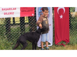 Küçük Çocuğun Köpekle Dostluğu