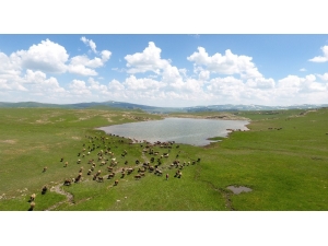 Erzurum Büyükşehir Belediyesi’nden Gölet Rekoru