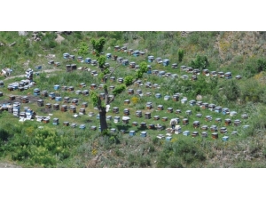 Arıcılar Kars’a Gelmeye Başladı