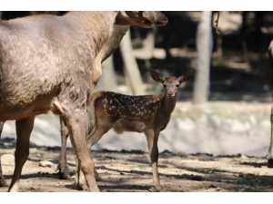 Ormanya’da Yaban Hayvan Popülasyonu Artıyor