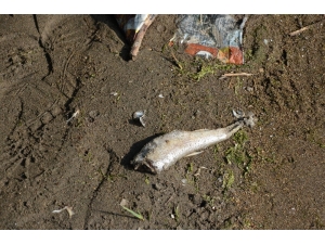 Ordu’nun Derelerinde Toplu Balık Ölümleri