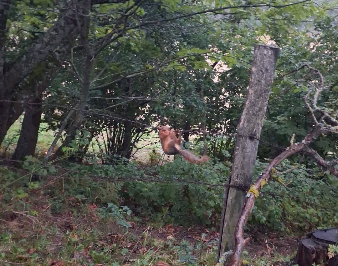 sinop-ta-tellere-takilan-sincap-ekiplerce-kurtarildi