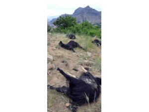 Kurtlar, 42 Keçiyi Telef Etti