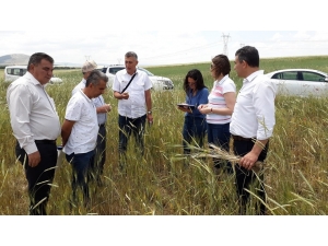 Altıntaş’ta Tarım Alanlarında Kapsamlı İncelme