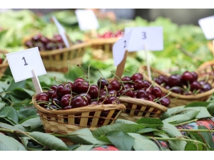 Belenbaşı’nda 14’üncü Kiraz Şöleni