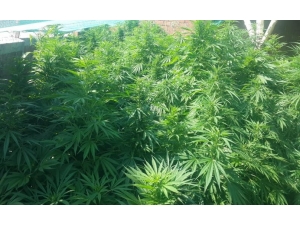 Jandarma’dan Kenevir Operasyonu