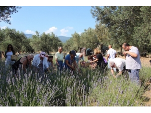 Kazdağları’nda Lavanta Hasadı Başladı