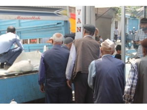 Koyun Peynirine Talep Arttı, Vatandaşlar Günlerce Sipariş İçin Bekliyor