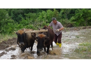İlkel Yöntemlerle Pirinç Ekimi