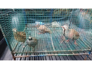 Suriyeliler 4 Değerli Evcil Kuşla Yakalandı