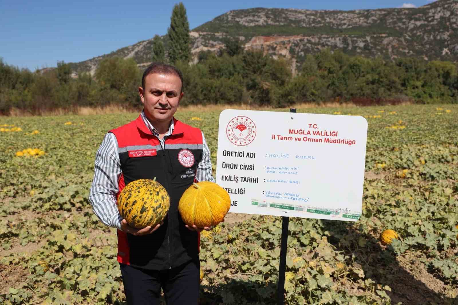 mentese-de-yayla-kavunu-ve-ata-sebzelerinin-hasadi-yapildi