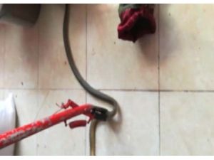 Markete Giren Yılan Yakalandı