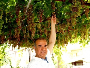 Sarıgöl’de Mevsimin İlk Üzümü Yetişti