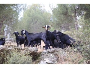 Aydın’da Keçicilik Gelişiyor