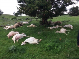 24 Küçükbaş Hayvan Yıldırım Düşmesi Sonucu Telef Oldu