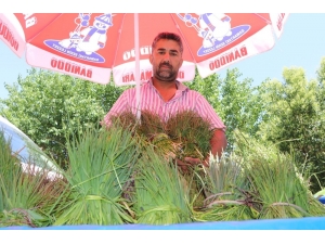 Siirt’te Peynir Yapımında Kullanılan ’Sirik’ Otu Piyasaya Çıktı