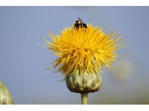 Kuşadası Tüllüşahının Yetiştiği Yeni Bir Alan Bulundu