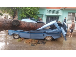 Venedik Değil, Nazilli