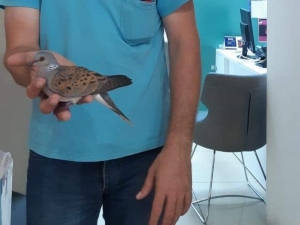 İnegöl’de Nesli Tükenmekte Olan Üveyik Kuşu Bulundu