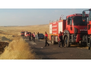 Mardin’de Çıkan Yangında 600 Dönümlük Alan Kül Oldu