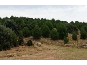 2011 Yılında Kurulan ’Aydın Ormanı’ndaki 14 Bin Fidan Ürün Vermeye Başladı