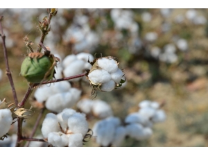 Girmen: “Pamuk Üreticisine Prim Desteği 500 Kilogramla Sınırlandırılmamalı”