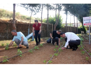 Yerli Üretim İçin Ata Tohumları Fide Oldu, Toprakla Buluştu